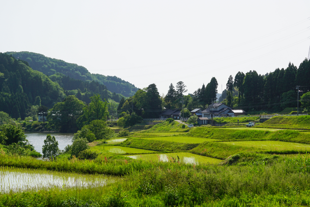 Campagne japonaise et rizières au printemps , ville de Hakui, département d'Ishikawa. 
