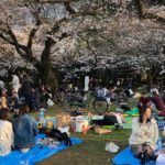 Hanami fêté | Plan de relance économique | Missiles dans la mer du Japon