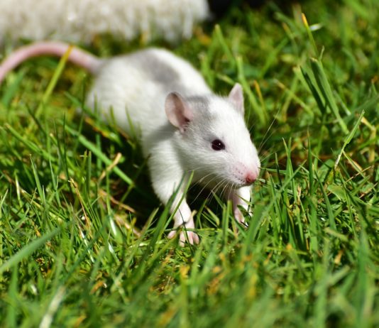 Rats à Tokyo | Risque de tsunami | Alcool exonéré