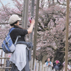 femme japonaise photographiant un cerisier du Japon