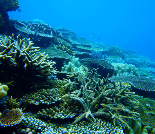 Alerte au coup de chaleur | Soutien au Liban | Corail d’Okinawa menacé