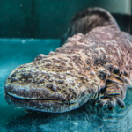 Des salamandres géantes du Japon