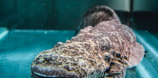 Des salamandres géantes du Japon