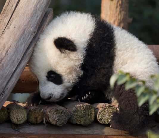 Infections et rassemblements | Seringues à insuline | Bébé panda