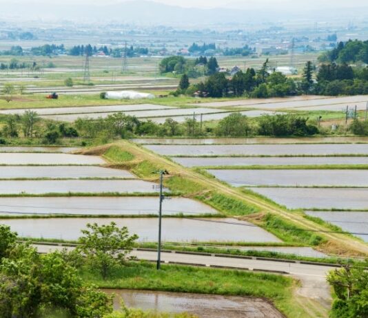 Du riz à Fukushima | Aiguille usagée | Dédommagements pour diffamation
