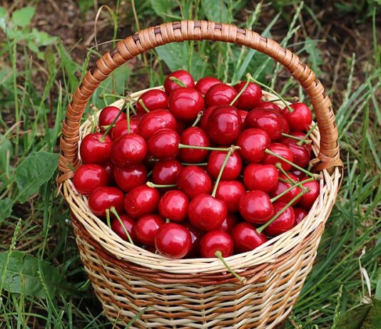 Immunité primaire | Mont Fuji | Cerises aux enchères
