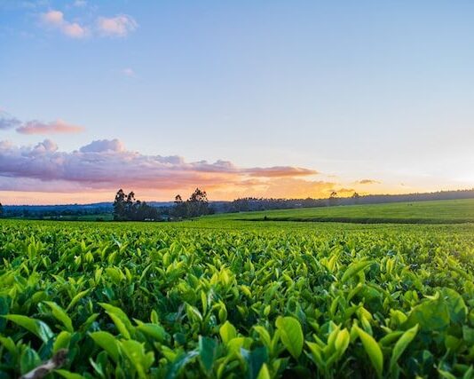 Master classe agrotechnologie