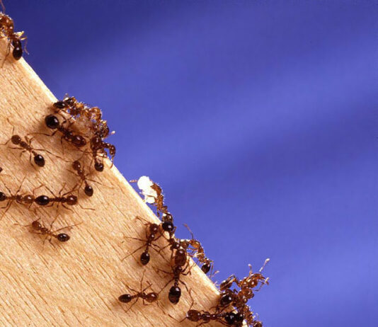 Trois tirs | Indo-pacifique | Fourmis de feu