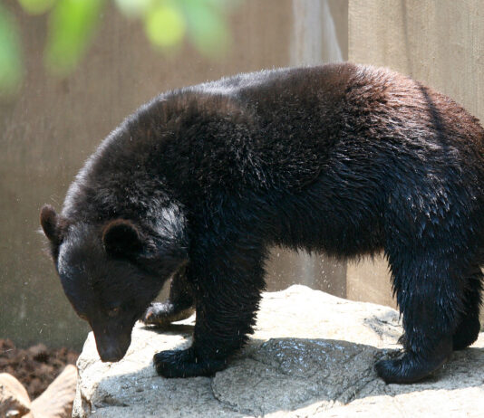 Indemnités des ministres | Attaques d’ours | Alerte tsunami