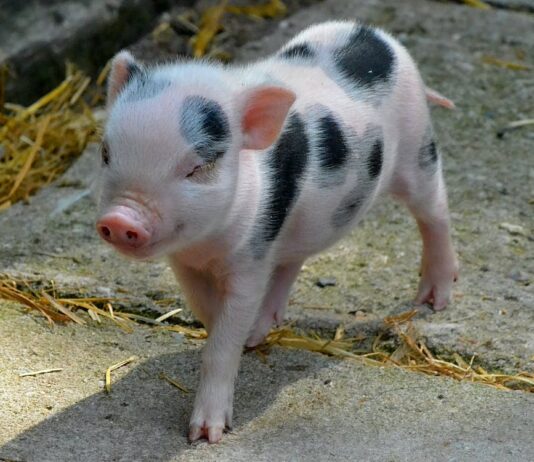 Fujitsu | Séisme | Bars à cochon