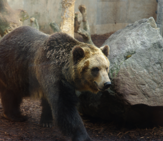 Vaccins COVID-19 | Fraude | Ours