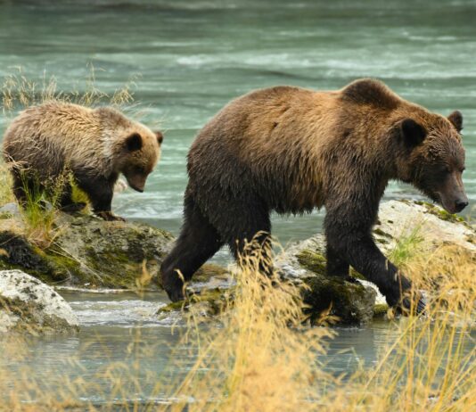 Corée du Nord | Élections gubernatoriales | Ours bruns