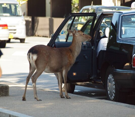 Visite de Lammy | Budget révisé | Cerfs de Nara
