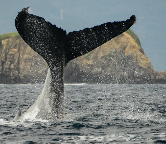 Journal Nº69 – Japon, c’est assez ?