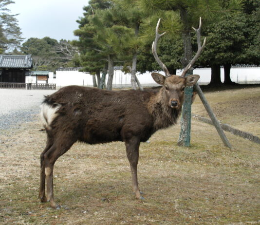 Surveillance accrue | Médicaments génériques | Attaques de cerfs