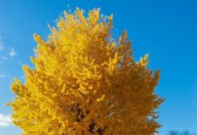 Bon départ | Manque à gagner | Feuillage d’automne