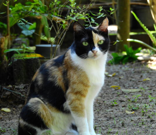 Technologie quantique | Accident à Saitama | Chats calico