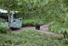 Marchés japonais | Complexes touristiques | Hibernation tardive