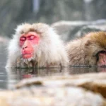 Magazine Nº4 – Le Japon relax