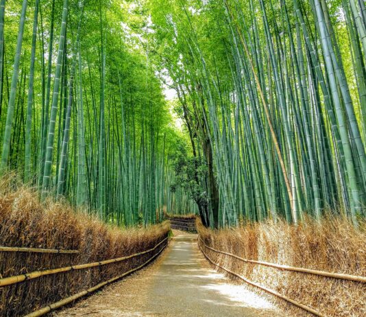 Produits de la mer | Alerte à Ōita | Graffitis à Kyōto