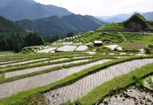 Conférence de sécurité de Munich | Prix du riz | Attaque au couteau